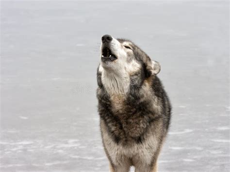 Howling Wolf with Pack stock image. Image of natural - 28217767