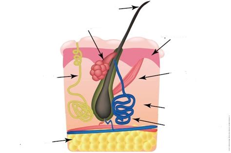 Pilosebaceous Unit Diagram Diagram | Quizlet