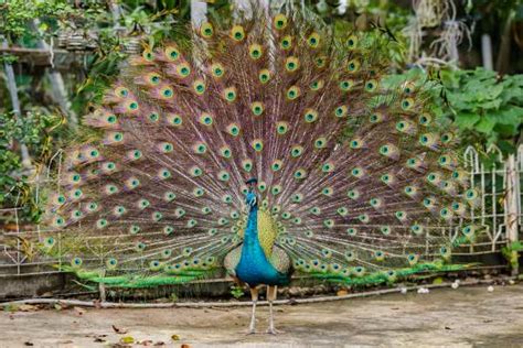Pavão O Que Significa - Pavão: Origem, Curiosidades, Significados e Ensinamentos - greenMe