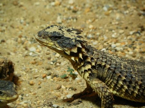 Spiky Lizard Portrait by Jubokko on DeviantArt