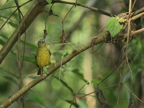 Foto Pula Pula Basileuterus Culicivorus Por Joanna Pimentel Wiki