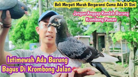 Gak Nyangka Burung Krombong Pinggir Jalan Sebagus Ini Udah Murah