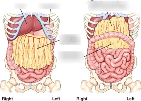 DIAGRAM - Omentum & Mesocolon Anatomy Diagram | Quizlet