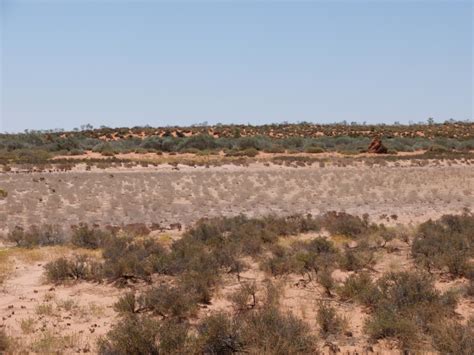 Traditional Knowledge Helps Monitor Threatened Bilbies