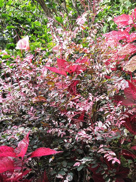 Red-leaved Snow Bush (Breynia disticha 'Roseopicta') in Denver Centennial Littleton Aurora ...