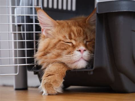 A Red Maine Coon Cat Sleeping In A Cat Carrier Stock Image Image Of