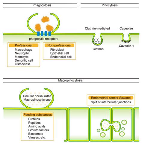 Cancers Free Full Text Atypical Macropinocytosis Contributes To