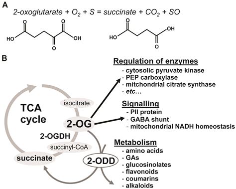 Frontiers 2 Oxoglutarate Linking Tca Cycle Function With Amino Acid Glucosinolate Flavonoid