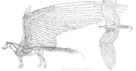 Anatomy Of A Pegasus Anatomicalart