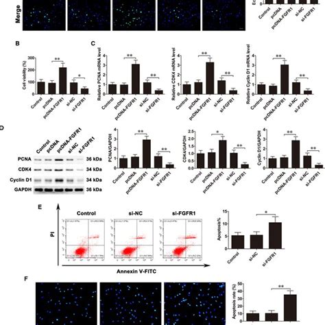 Fgfr1 Promotes Proliferation And Inhibits Apoptosis Of Osteoblasts