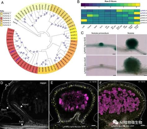 Pnas 研究揭示豆科植物共生固氮根瘤形成氧气扩散屏障的机制！ 知乎