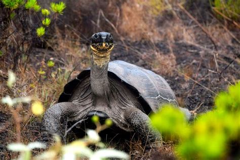 Unveiling The Migratory Mysteries Of Galápagos Giant Tortoises