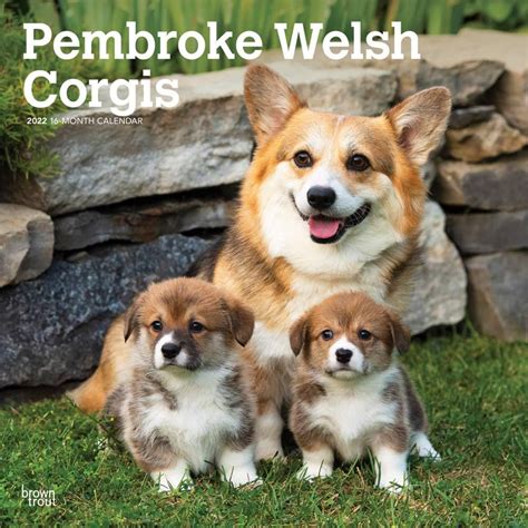 Jp Welsh Corgis Pembroke 2022 Wall Calendar Square ウェルシュ