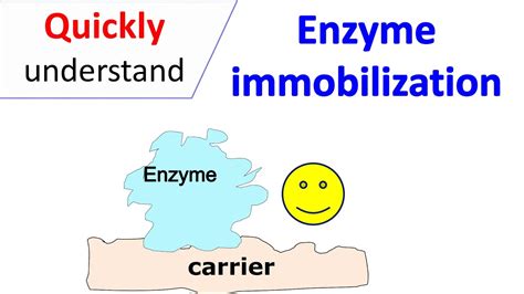 Enzyme Immobilization Youtube