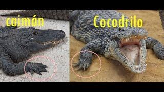 Actualizar 91 Imagen Diferencia Cocodrilo Y Caiman Abzlocal Mx