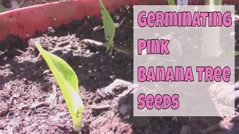 How I Germinated And Sprouted Pink Banana Tree Seeds Musa Velutina