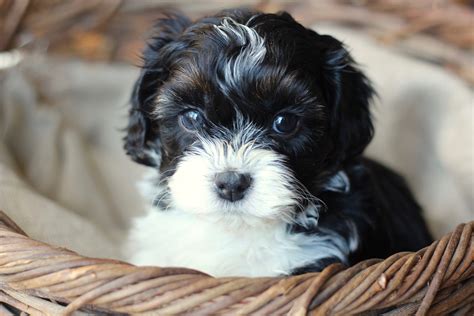 Baby Barks | Calgary Bichon Shih Tzu Puppies