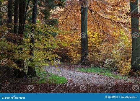 Bosque De Ravnsholt Skov En Alleroed Dinamarca Foto De Archivo Imagen