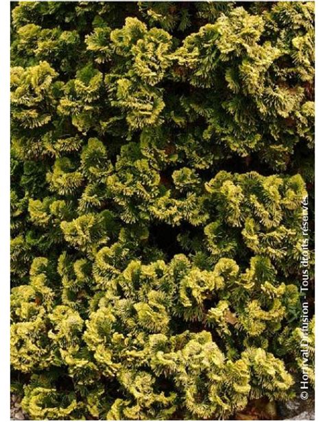 Chamaecyparis Obtusa Aurora Faux Cyprès Dhinoki Aurora