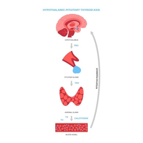 Diagrama Del Sistema De La Glándula Tiroides Ilustración Del Vector De