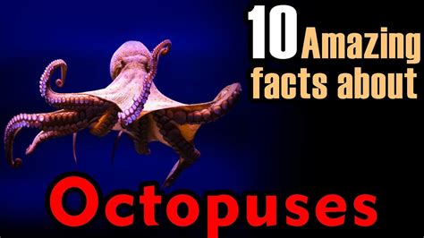 About Octopus About Octopuses Octopus Facts Octopuses Facts Facts About Octopus🐙 Youtube