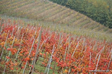 Nebbiolo harvest