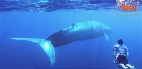 Drone Captures Footage of a Kayaker Paddling with Great Blue Whale - EyeOnDrones.com