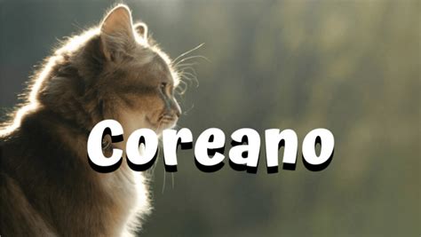 Nombres Para Gatos En Coreano Cortos Y Originales