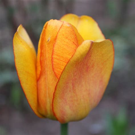 Tulipe Darwin Blushing Apeldoorn Bulbe à grande fleur jaune teinté d