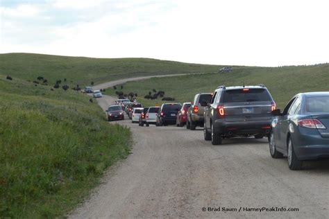 Custer State Park Wildlife Loop