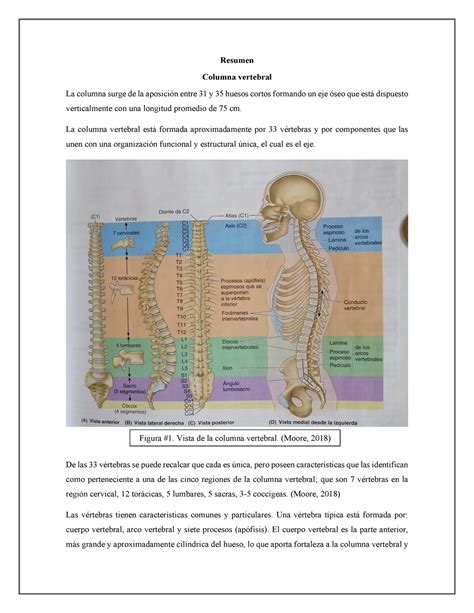 Columna Vertebral Warning TT Undefined Function 32 Resumen Columna