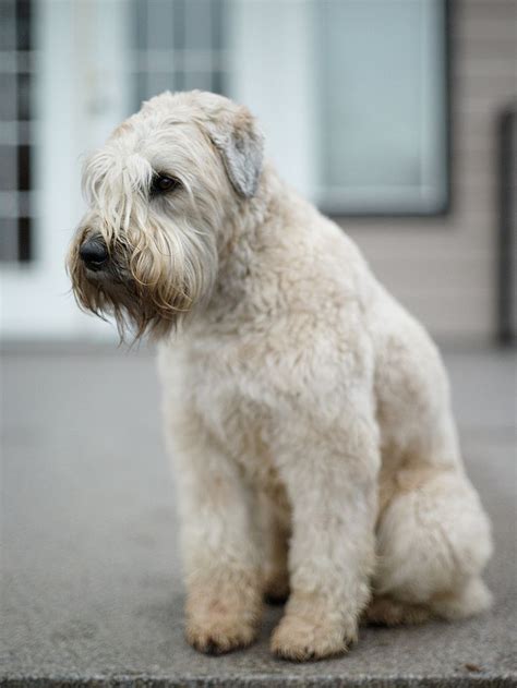 Soft Coated Wheaten Terrier My Girls Pinterest