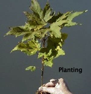 Planting and Caring for your Maples - Maple Leaves Forever