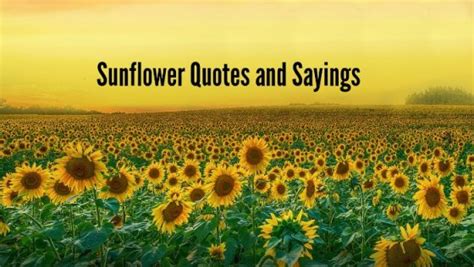 Sunflower Quotes 20 Best Sunflower Sayings With Images