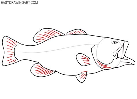 How To Draw A Bass Fish Easy Drawing Art