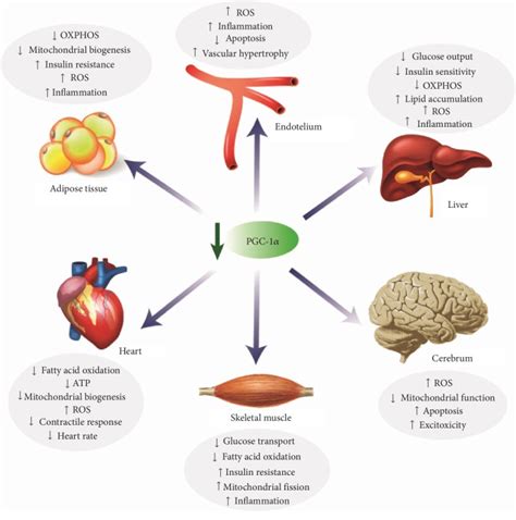 Pgc Inflammation And Oxidative Stress An Integrative View In