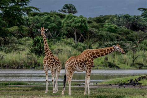 10 Best Masai Mara Safari Tours | Go2Africa