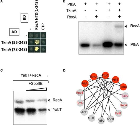 Phosphorylation Of The Recombinase Protein RecA A Protein Protein