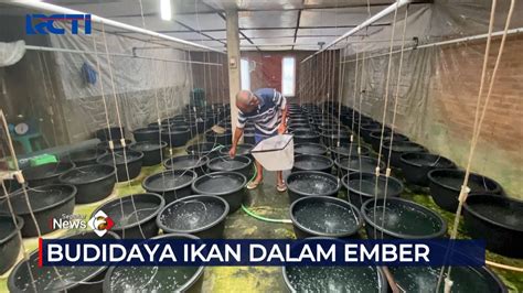 Budidaya Ikan Bawal Dalam Ember Raup Cuan Hingga Jutaan Rupiah