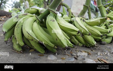 Fresh Caribbean Bananas Stock Photo Alamy