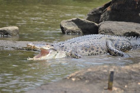 No. 01 Bentota River Boat Safari- Book Now for FREE