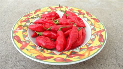 Trinidad Pimento Pepper 10 Seeds