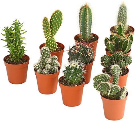 Dehner Pflanzenset Kakteen X Kaktus Im Sorten Mix Cactaceae Ca