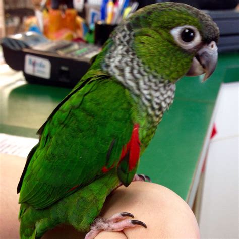 Buy Black Capped Conure Online — Parrots 247