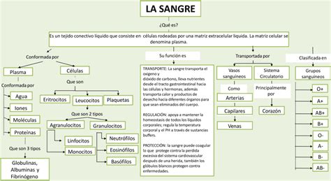 Mapa Conceptual De La Sangre Mapas Conceptuales Sexiz Pix