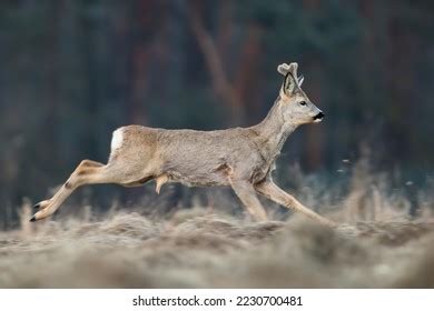 Roe Deer Running Stock Photos Images Photography Shutterstock