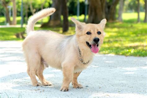 64 Cutest Corgi Mixes You Ll Want To Adopt With Pictures