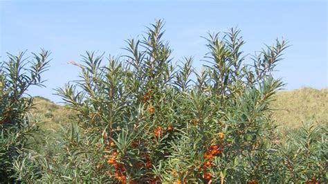 Sea Buckthorn Shrub And Fruit Britannica