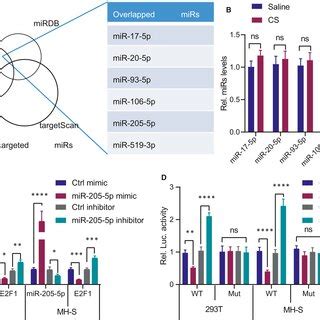 E2F1 Is The Potential Target Of MiR2055p A Screening Of MiRNAs