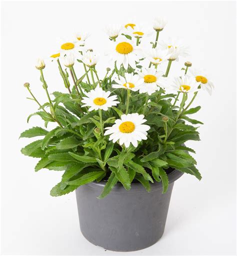 Gro Blumige Garten Margerite Leucanthemum X Superbum Snow Cap G Nstig